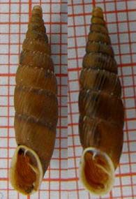 Tabella della Famiglia Clausilidae